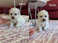Hund Bichon