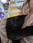 1 år gammal hankatt kastrerad och chippad