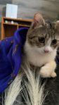 kattunge 