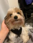 Renrasiga Biewerterrier valpar 