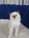 kattunge - ragdoll 