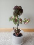blomma med kruka 