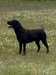 Labrador Retriever SKK