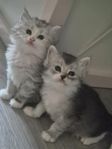 Maine coon kattungar 