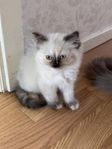 ragdoll kattungar 