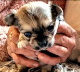 CHIHUAHUA valpar långhåriga SKK-REG.