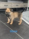 Valpar Malinois/Holländare 