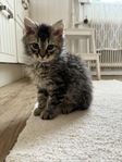 Sibirisk kattunge med sverak stamtavla