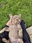 Fransk bulldog tik LEVERANSKLAR