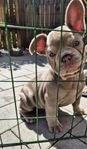 Fransk bulldog tik LEVERANSKLAR