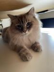 ragdoll katt