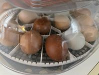 Willab 22 äggkläckningsmaskin