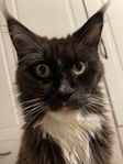 Maine coon med stamtavla