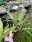 Agave planta växt suckulent 