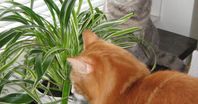 Ampelliljor. Krukväxter som kan fungera som kattgräs
