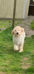 Jätte fin Labradoodle tik 4 mån