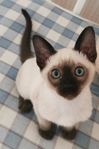 Thai kattunge