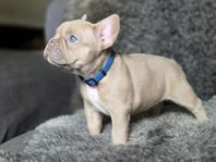 Fransk bulldog valpar