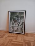 ny tavla / posters från desenio