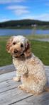 Cockerpoo