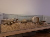 Hamsterbur +div tillbehör 
