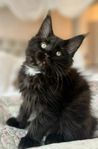 Maine coon kattunge med stamtavla 