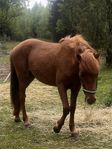 tvåårig D-ponny valack 