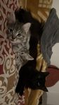 Kattungar 