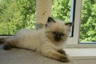 Ragdoll kattungar