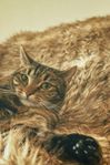 katt