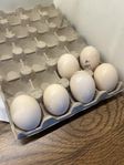 Avelsägg Ayam Cemani 