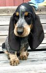 Basset Blue de Gascogne hanvalp