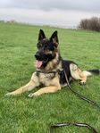 Schäfer till salu – lojal och kärleksfull   hund