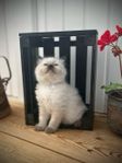 Renrasiga Ragdoll 
