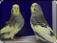 fågel