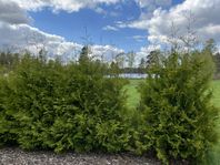 Thuja brabant 12 st 2 m höga