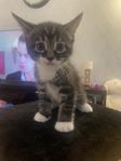 bondkatt 