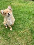 Shih Tzu/Pomeranian-valp 20 v – vaccinerad & klar