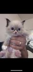 Ragdoll