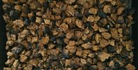 Chaga, torka i bitar