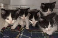 Underbara kattungar svart/vit och vit/svart norsk skogkatt 