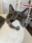 hankatt