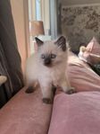 ragdoll kattungar