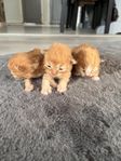 Röda kattungar