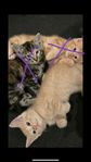 kattunge 