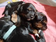 Springerdoodle valpar