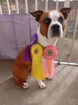 Amstaff Hane