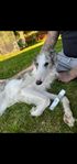 borzoi