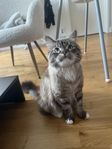 Strumpan söker nytt för alltid hem 