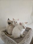 kattungar
